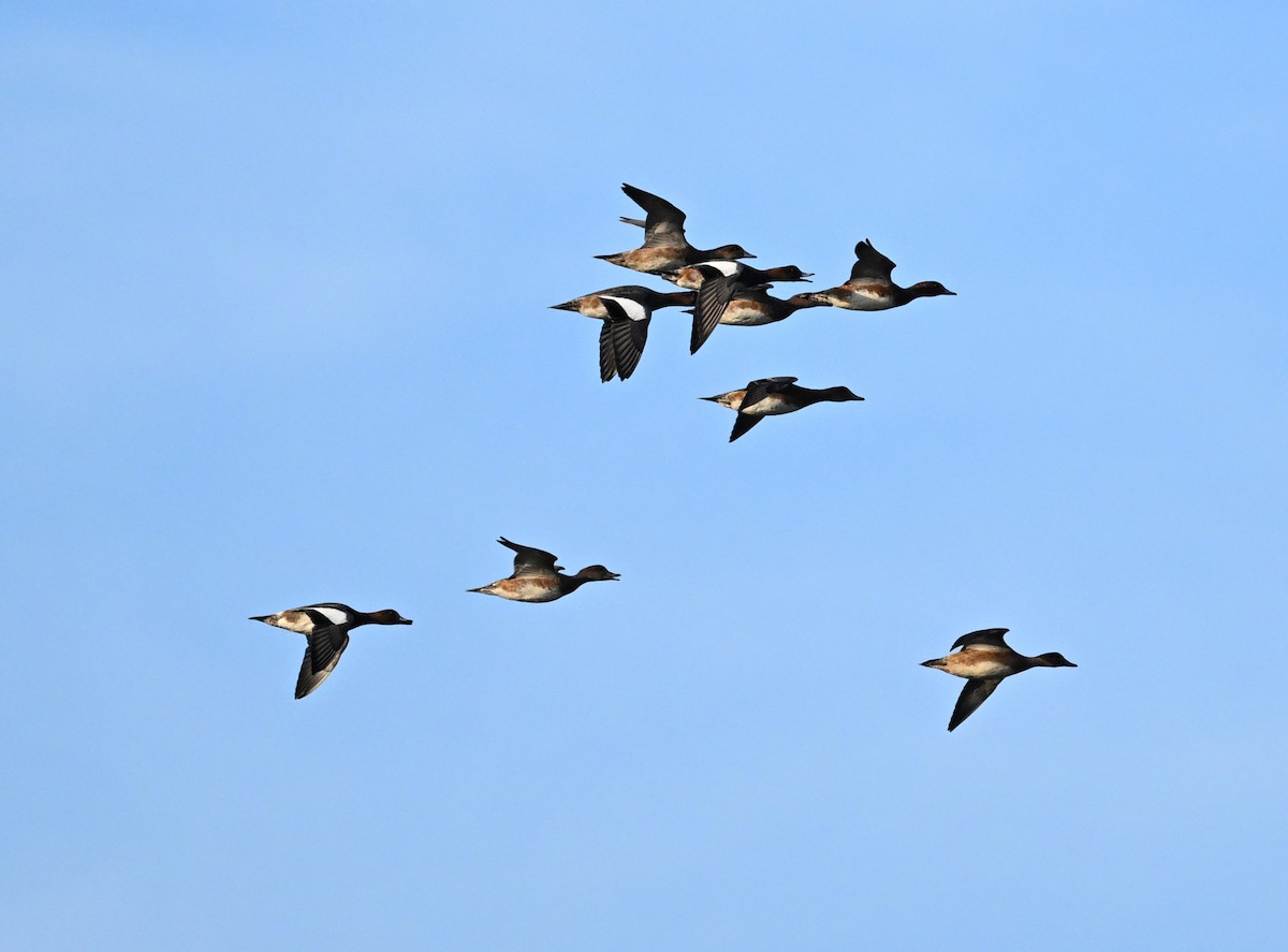 Eurasian Wigeon - ML611057345