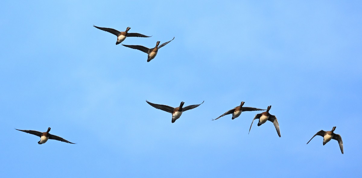 Eurasian Wigeon - ML611057346