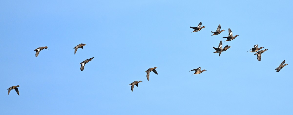 Eurasian Wigeon - ML611057354