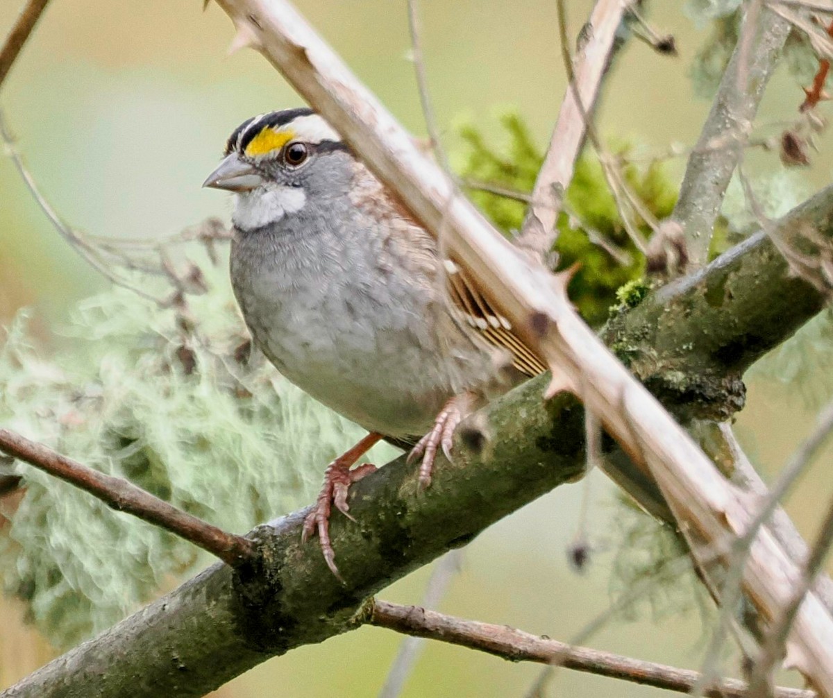 White-throated Sparrow - Conrad Dark