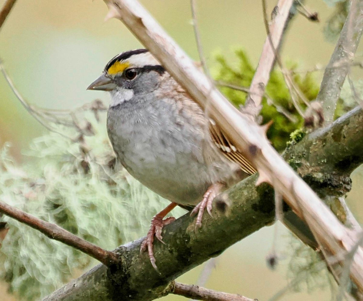 White-throated Sparrow - Conrad Dark