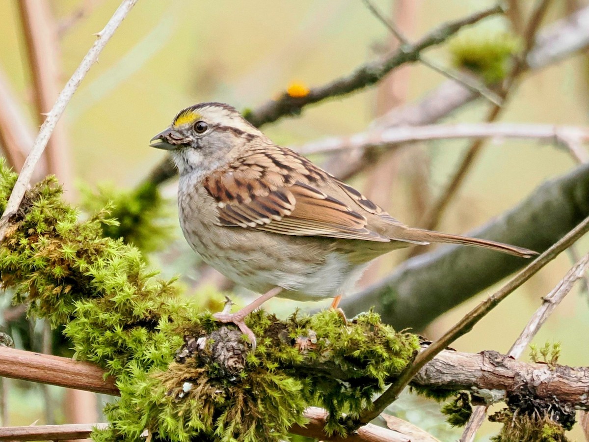 White-throated Sparrow - Conrad Dark