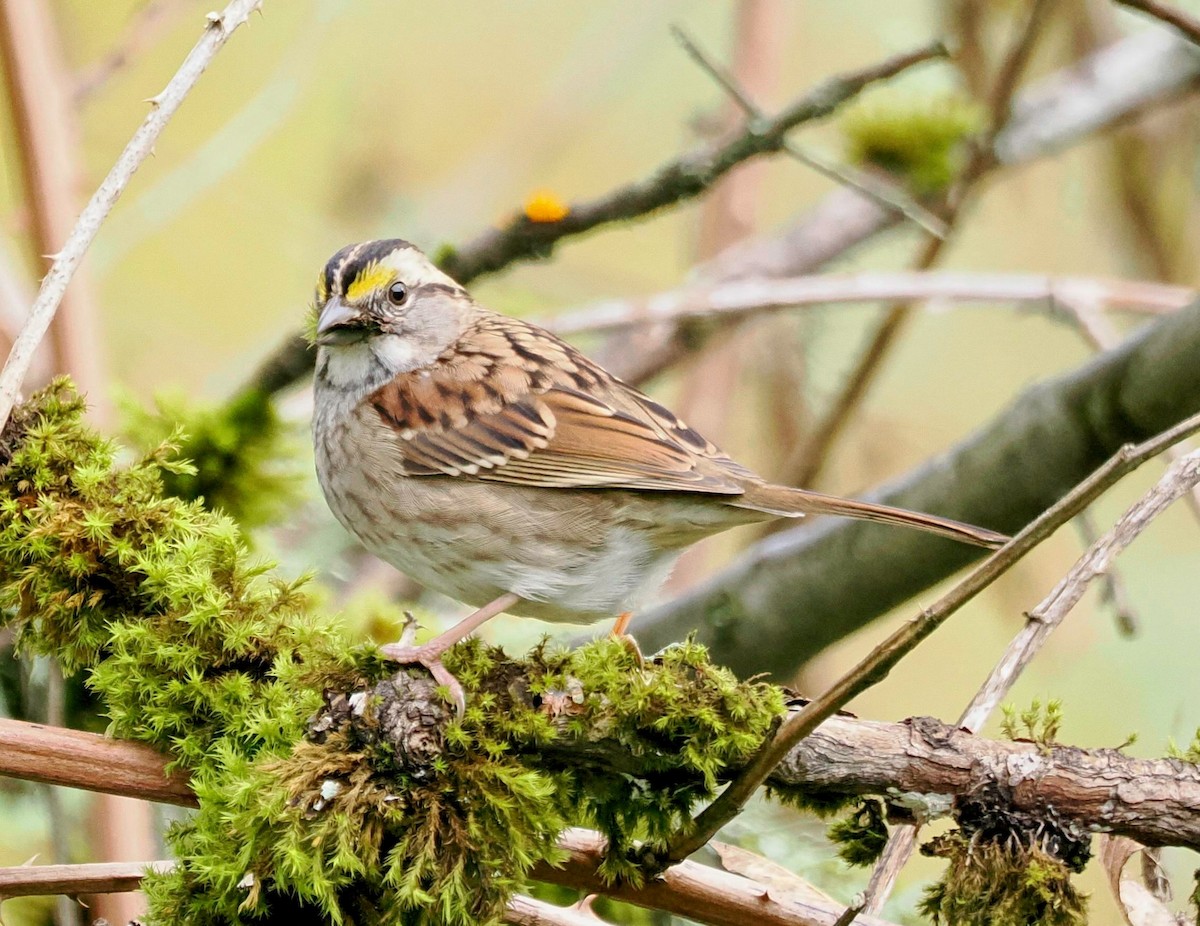 White-throated Sparrow - Conrad Dark