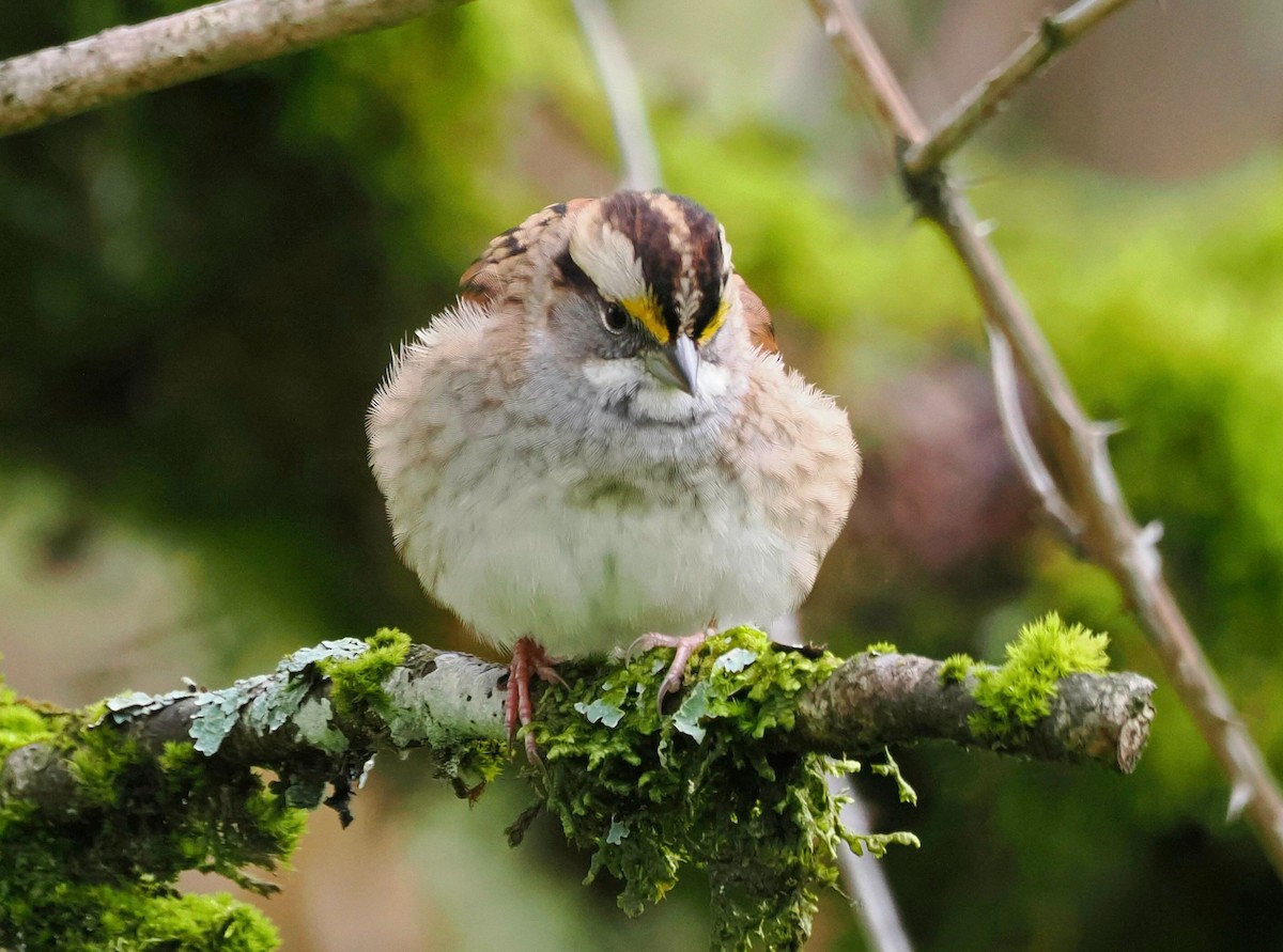 White-throated Sparrow - Conrad Dark