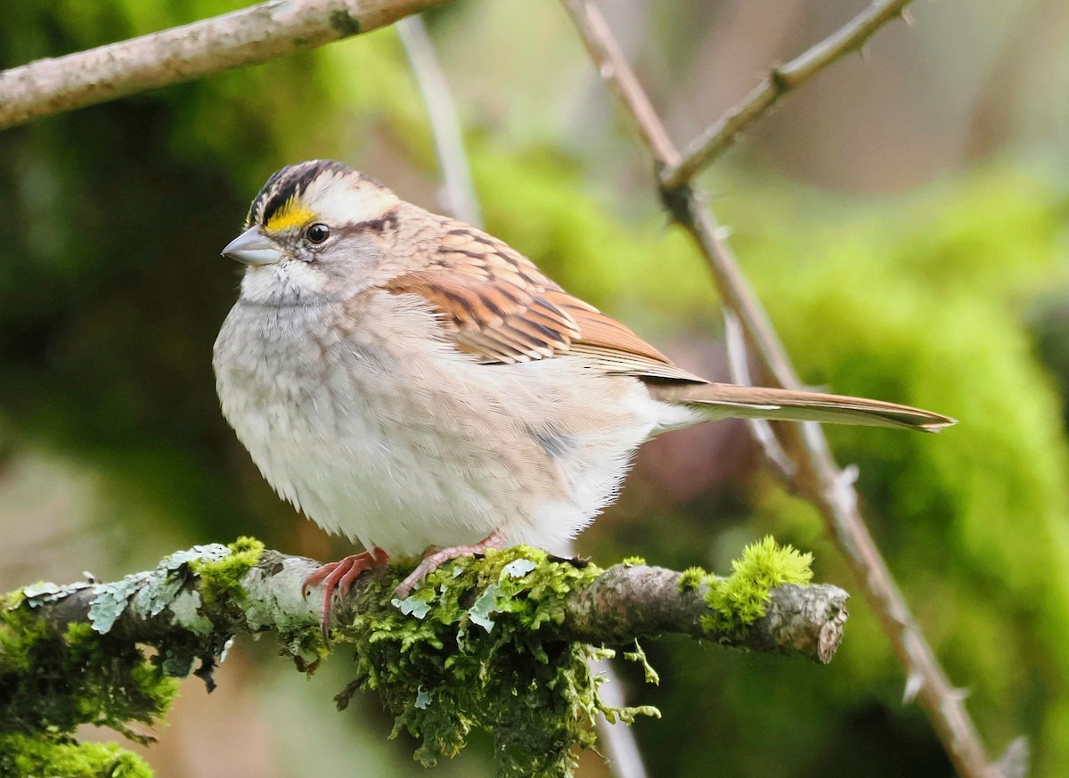 White-throated Sparrow - Conrad Dark