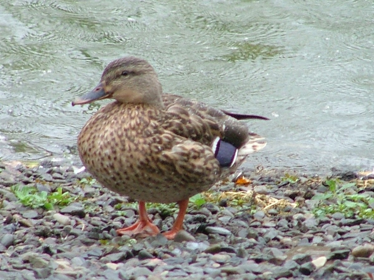 Canard colvert - ML611057387