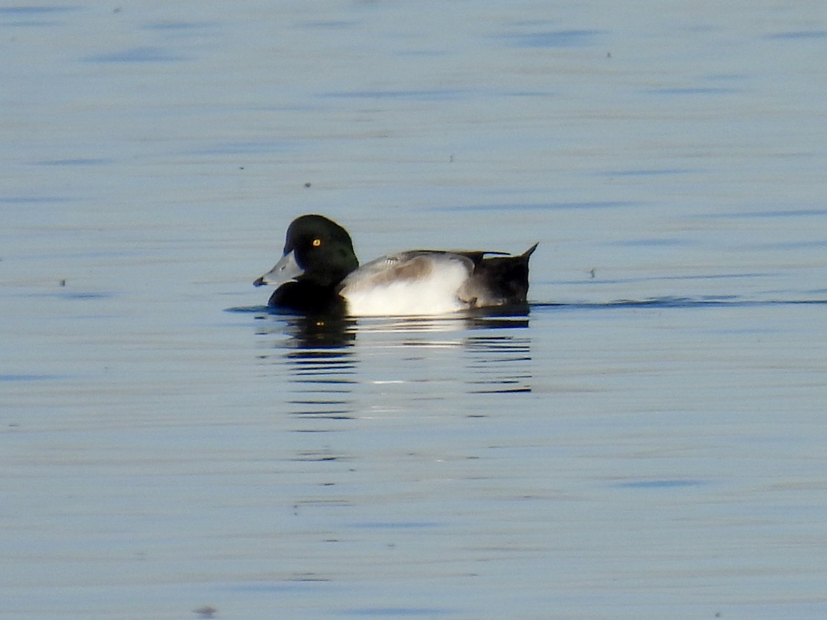 Greater Scaup - ML611057504