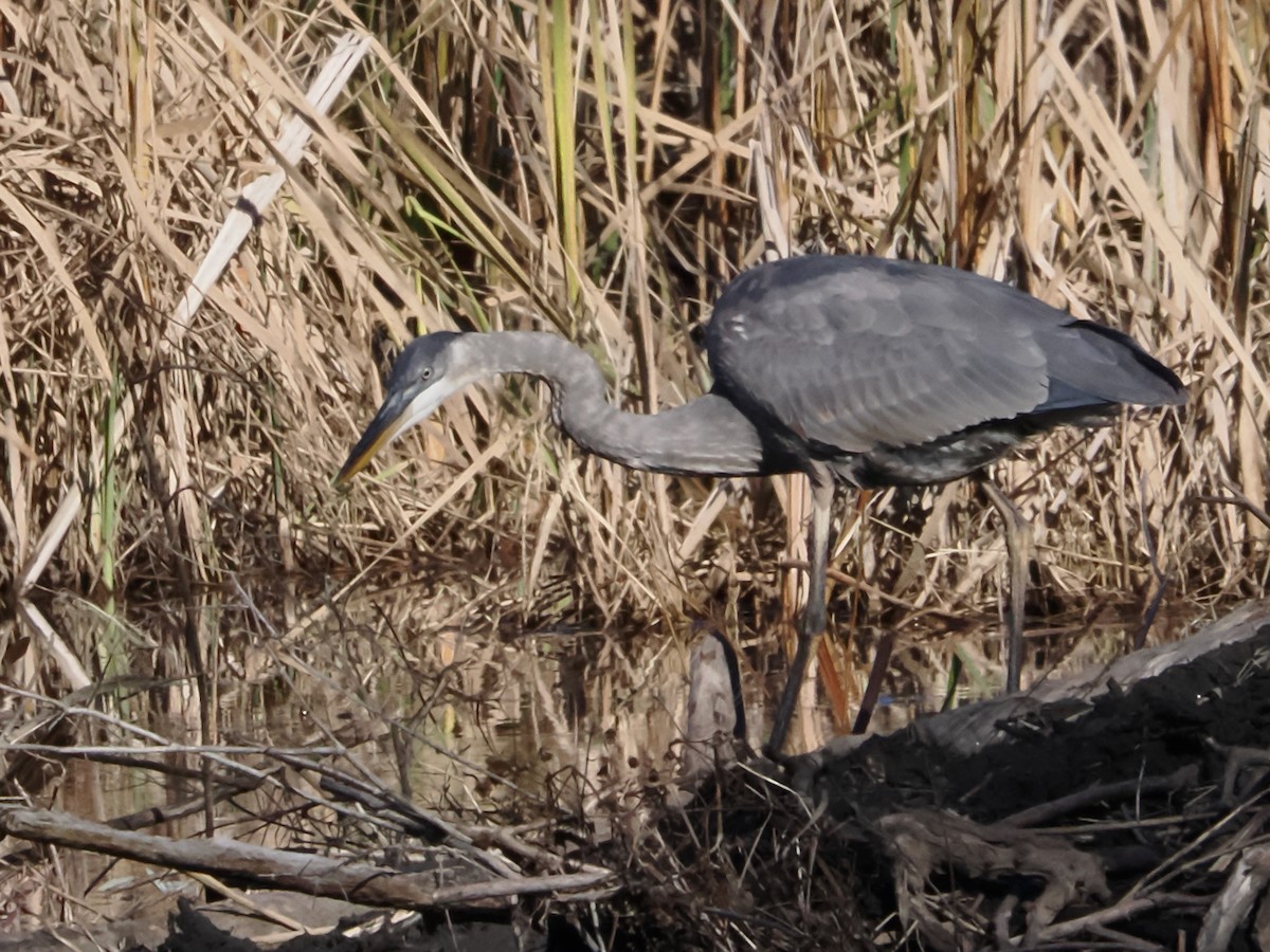 Great Blue Heron (Great Blue) - ML611057507