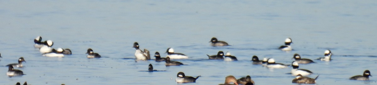 Bufflehead - ML611057539