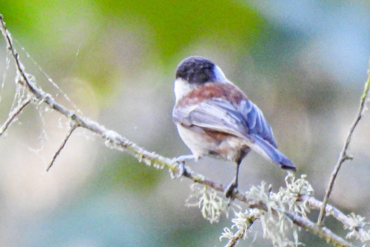 Chestnut-backed Chickadee - John Mueller