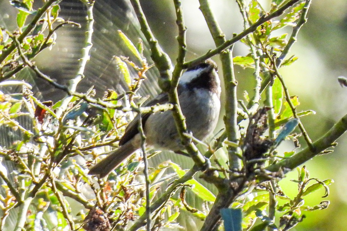 Chestnut-backed Chickadee - ML611057582