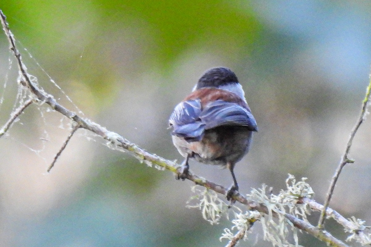 Chestnut-backed Chickadee - John Mueller