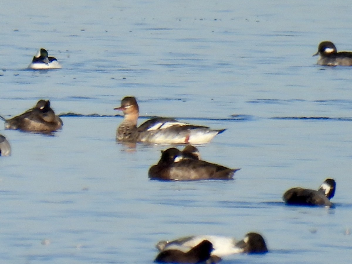 Red-breasted Merganser - ML611057622