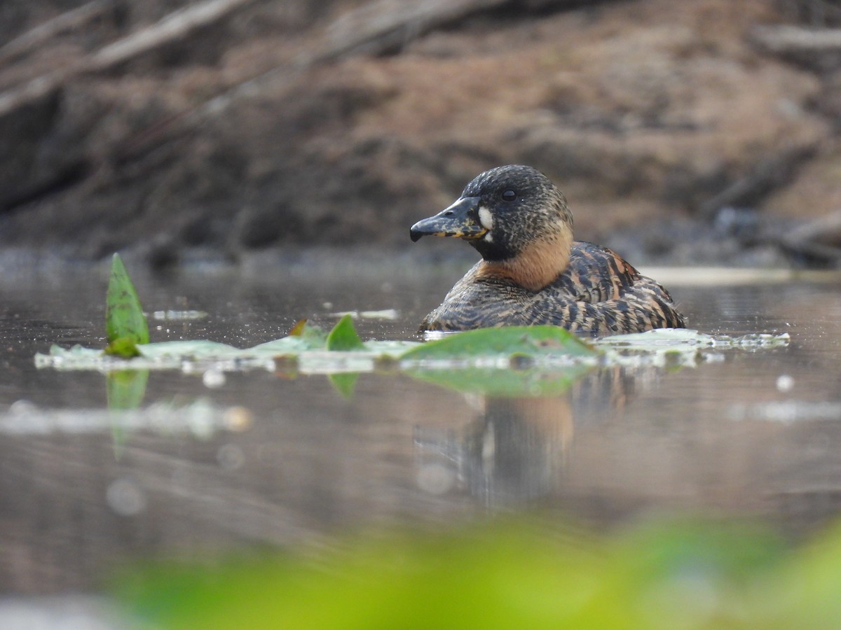 White-backed Duck - ML611057624