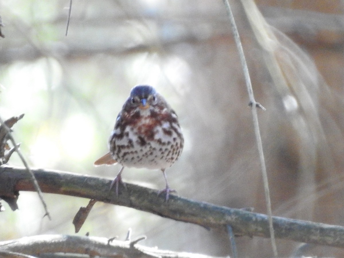 Fox Sparrow - ML611057686