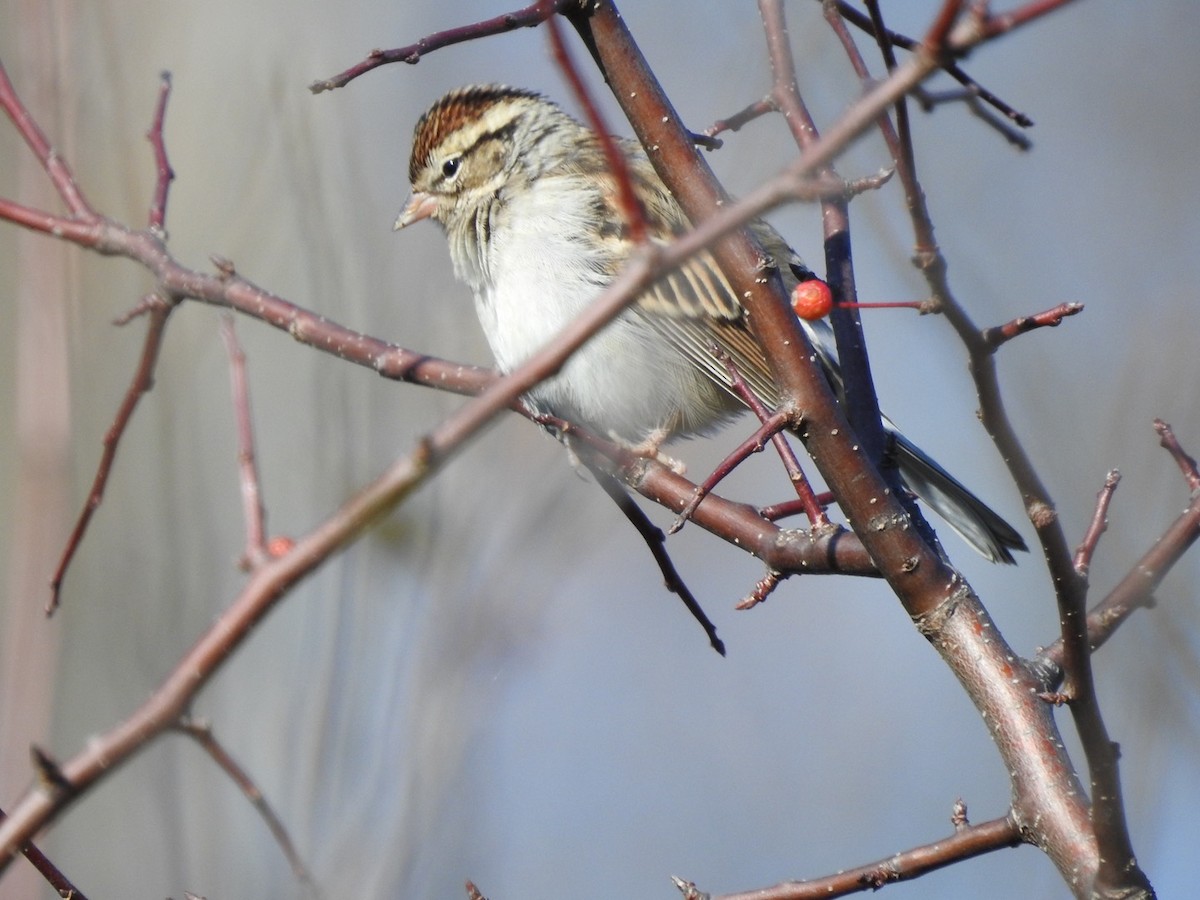 Chipping Sparrow - ML611057694
