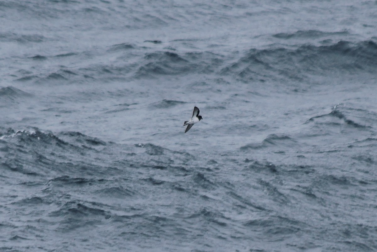 Gray-backed Storm-Petrel - Adrien Pajot