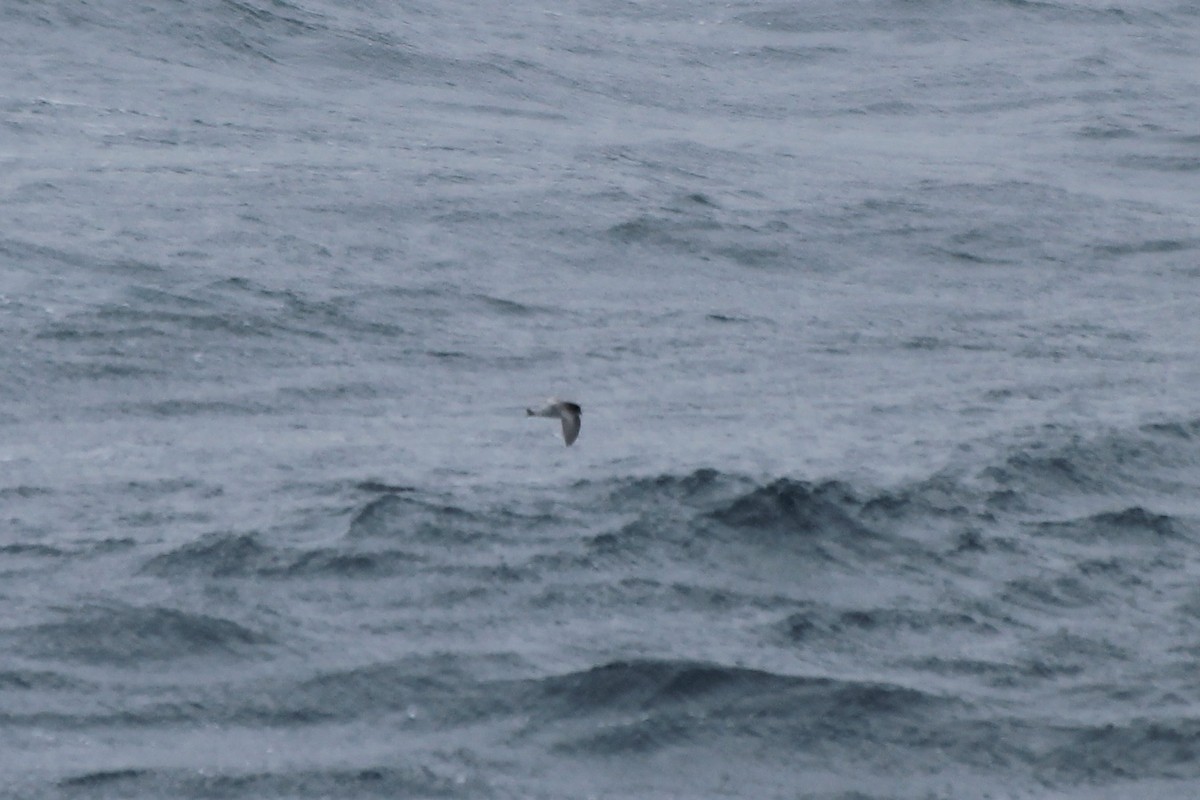 Gray-backed Storm-Petrel - Adrien Pajot