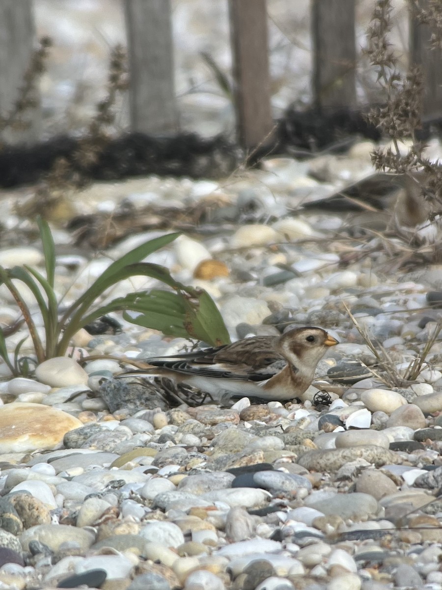 Snow Bunting - ML611057892