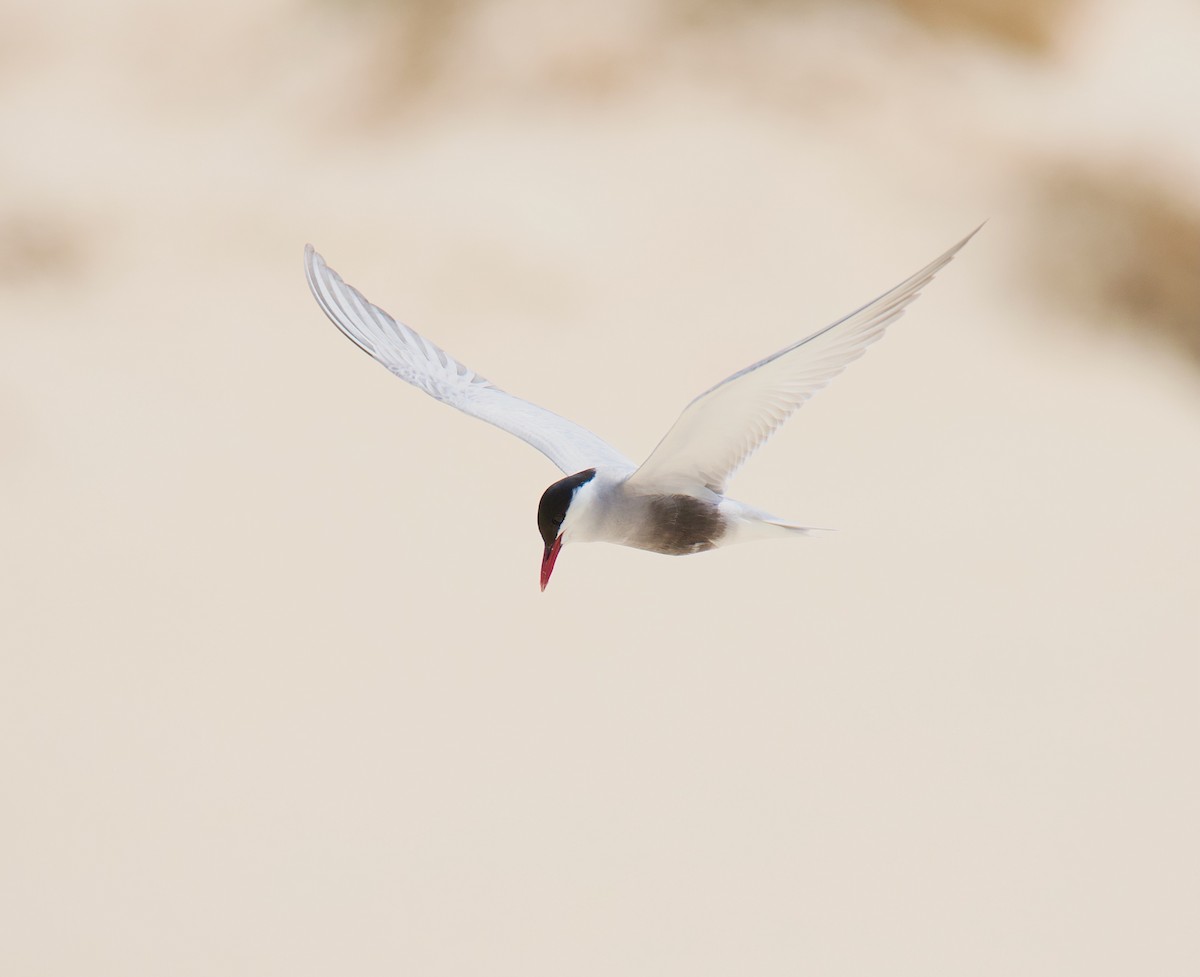 Whiskered Tern - ML611057949