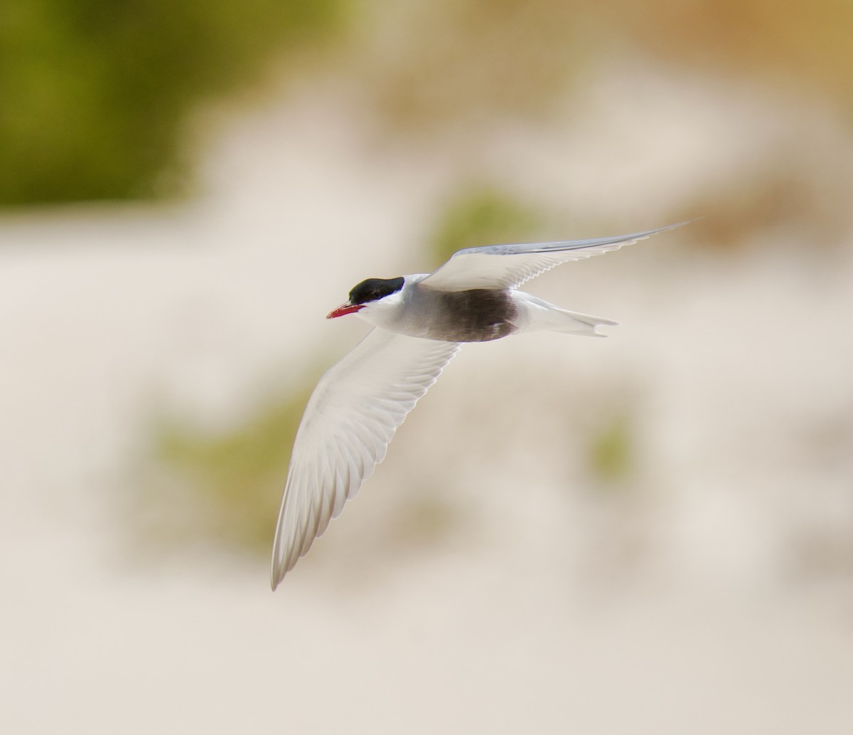 Whiskered Tern - ML611057965