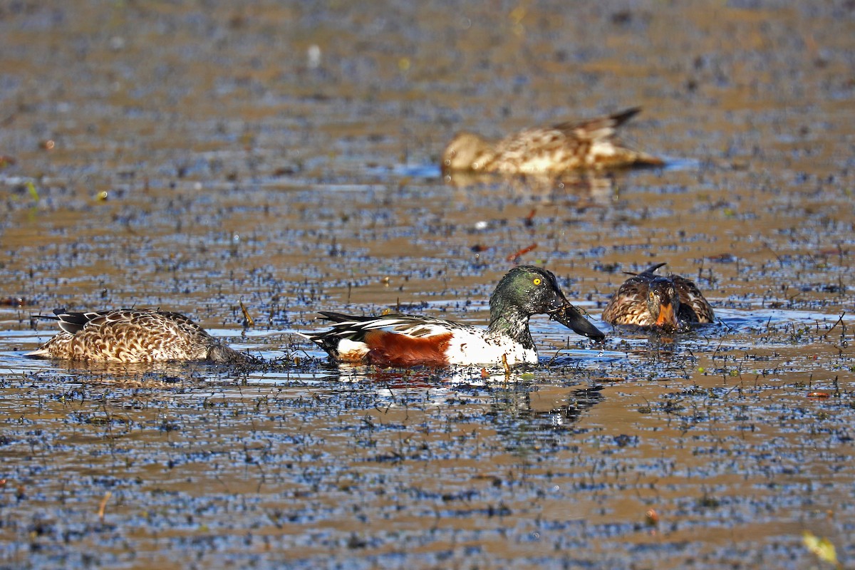 Northern Shoveler - Marietta Dooley