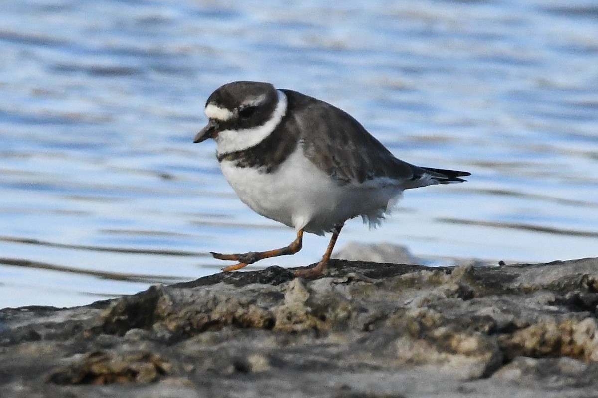 Common Ringed Plover - ML611058132