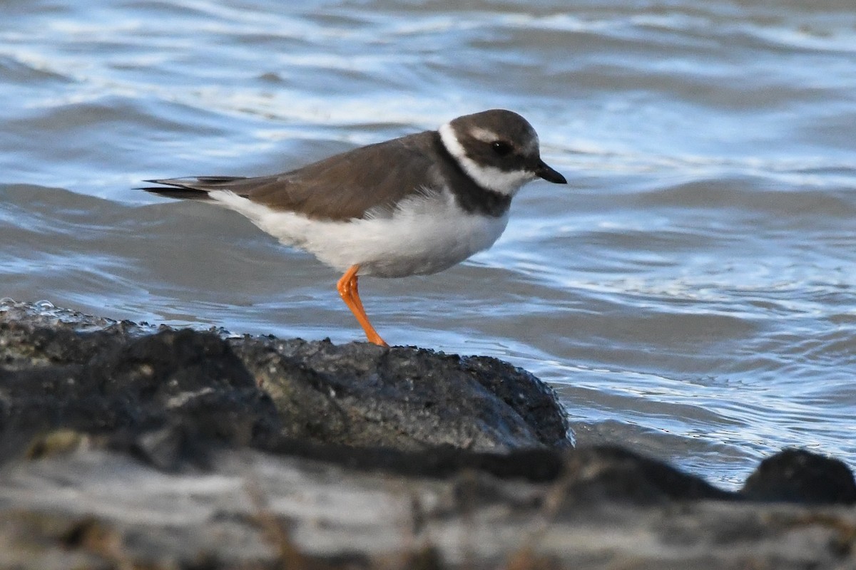 Common Ringed Plover - ML611058141