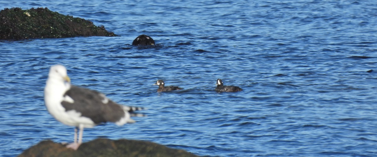 Harlequin Duck - ML611058207