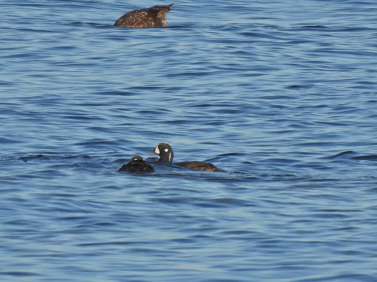 Harlequin Duck - ML611058209