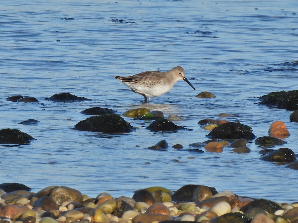 Dunlin - ML611058236