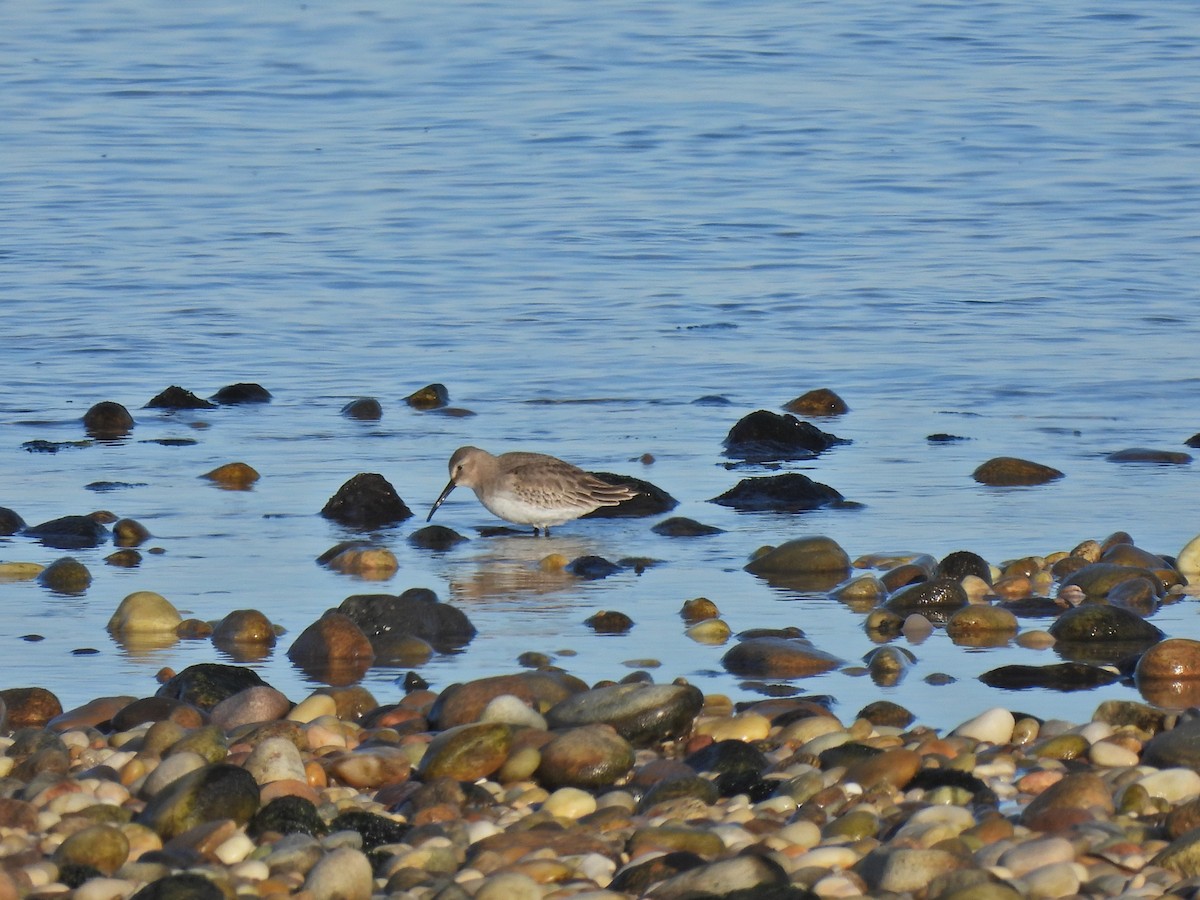 Dunlin - ML611058237