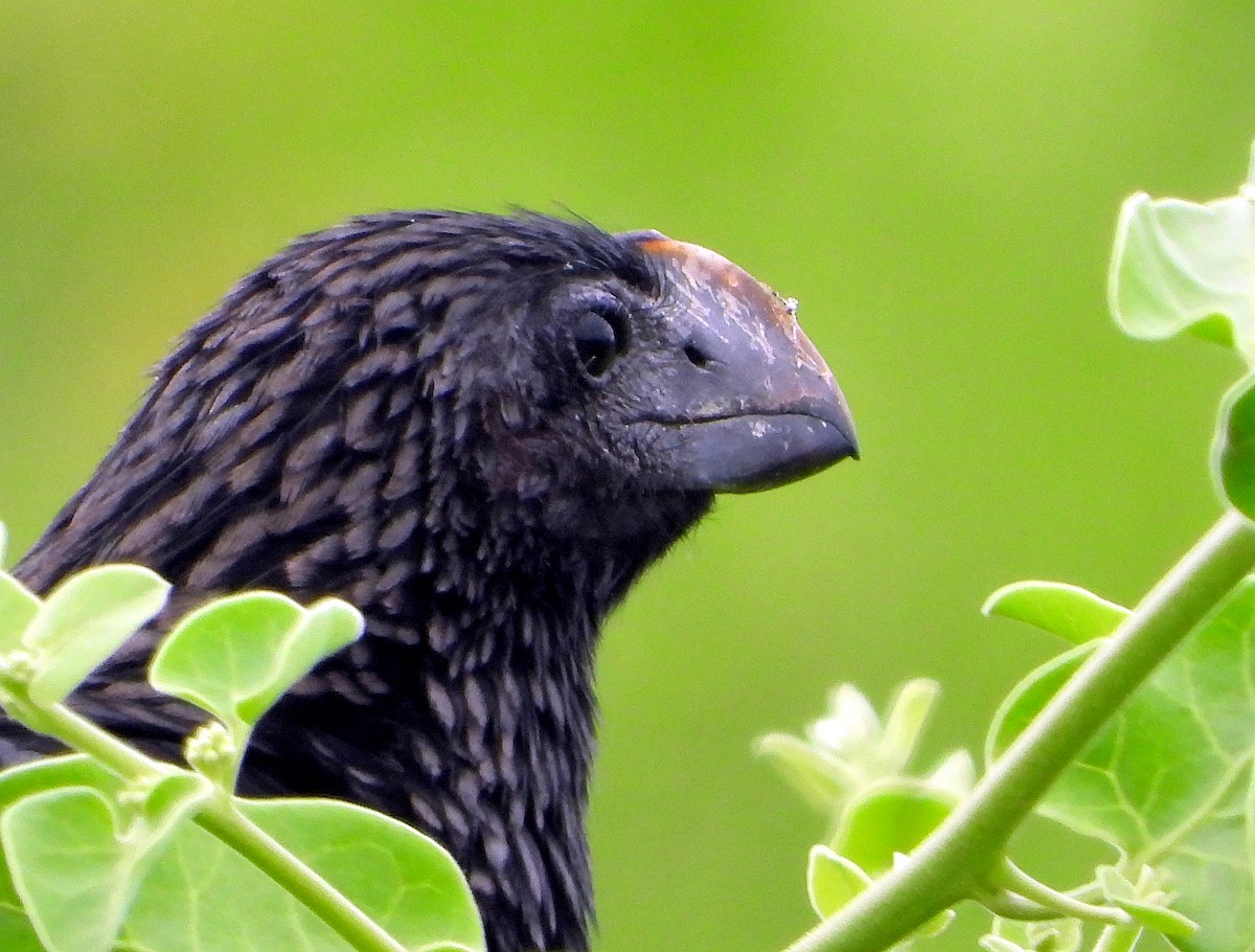 Smooth-billed Ani - Julián Tocce