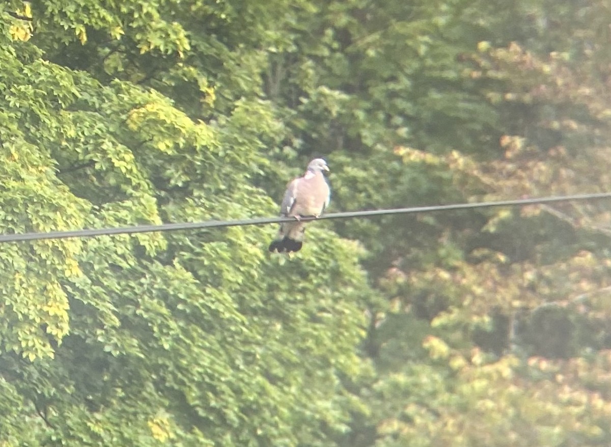 Common Wood-Pigeon - Sophie Roy