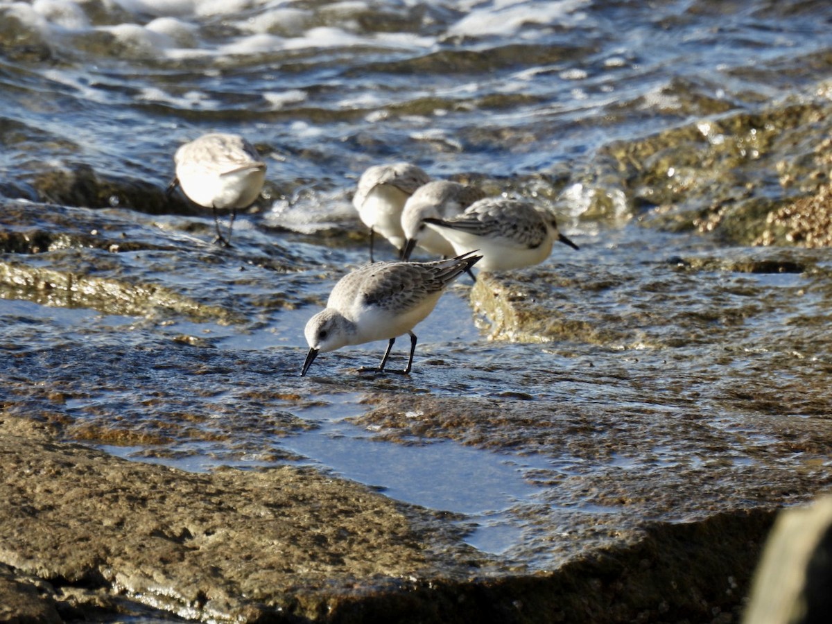 Bécasseau sanderling - ML611058429