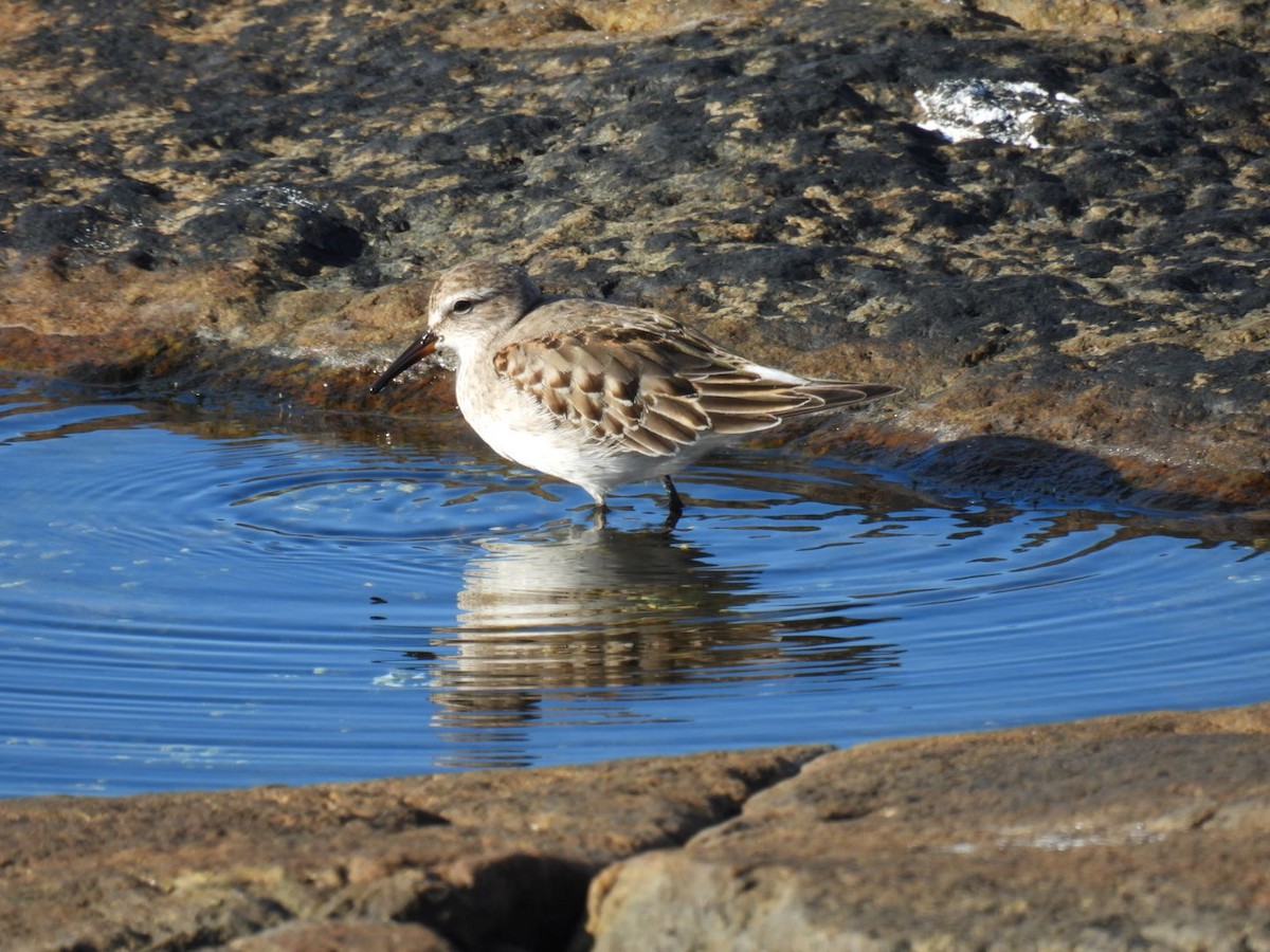 White-rumped Sandpiper - ML611058442