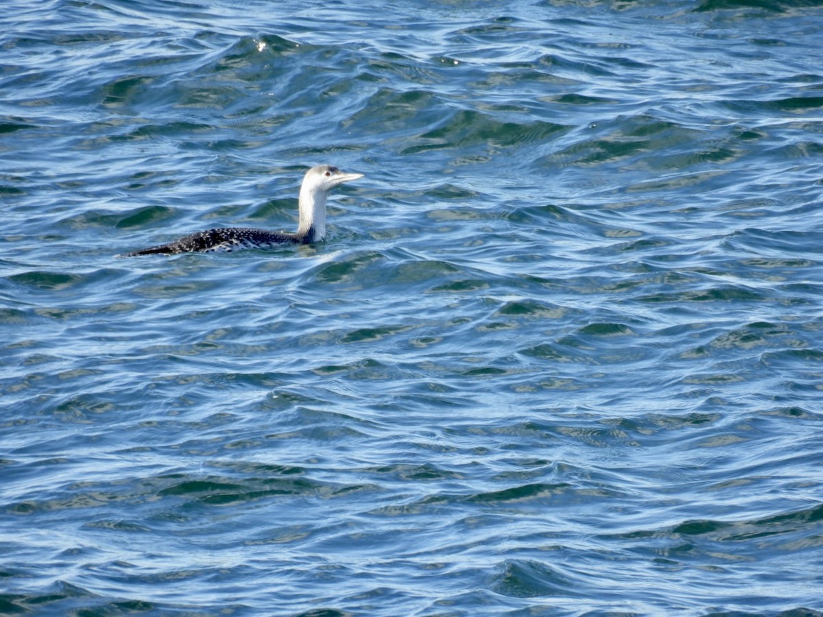 Red-throated Loon - ML611058462