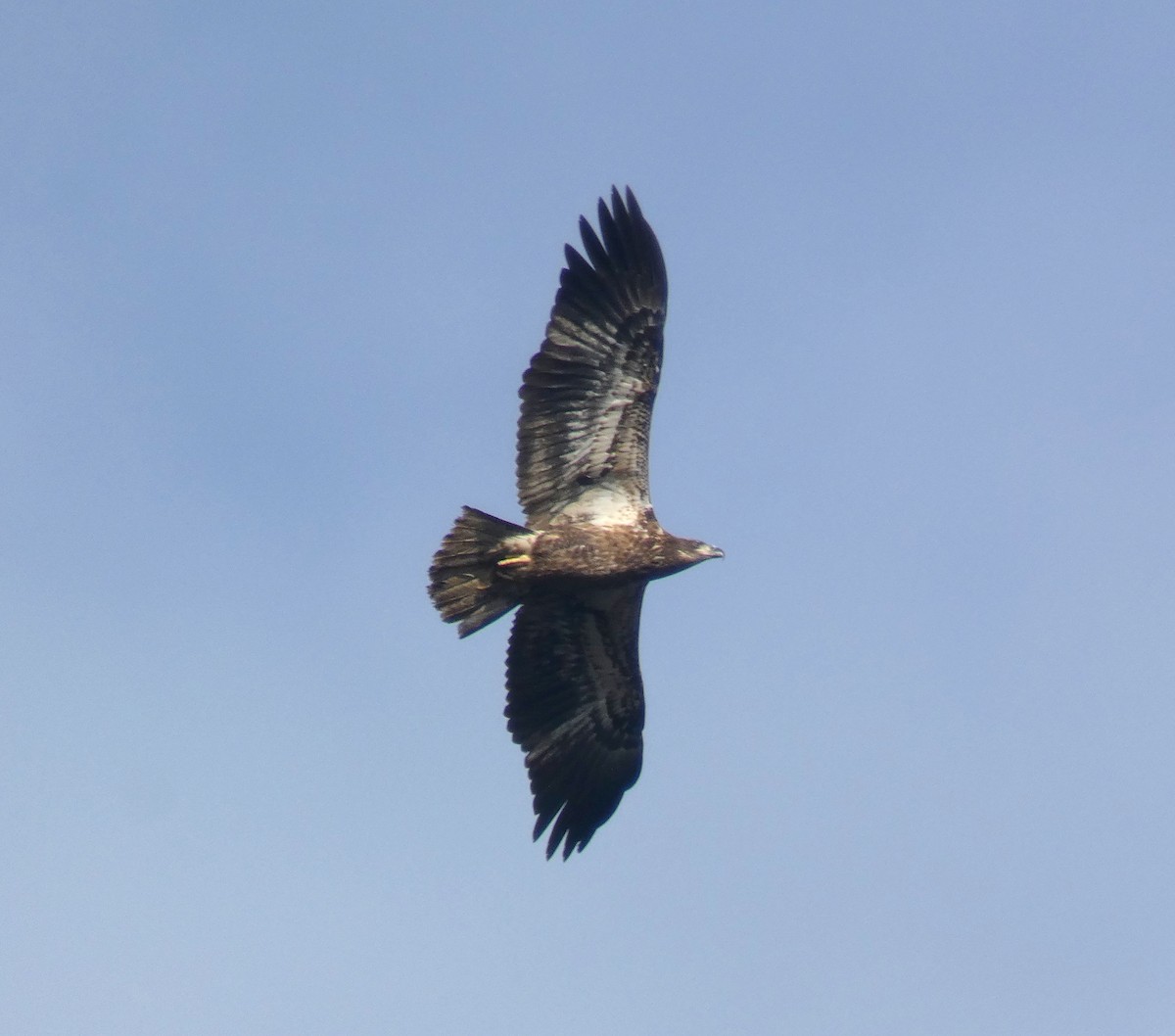 Bald Eagle - ML611058494