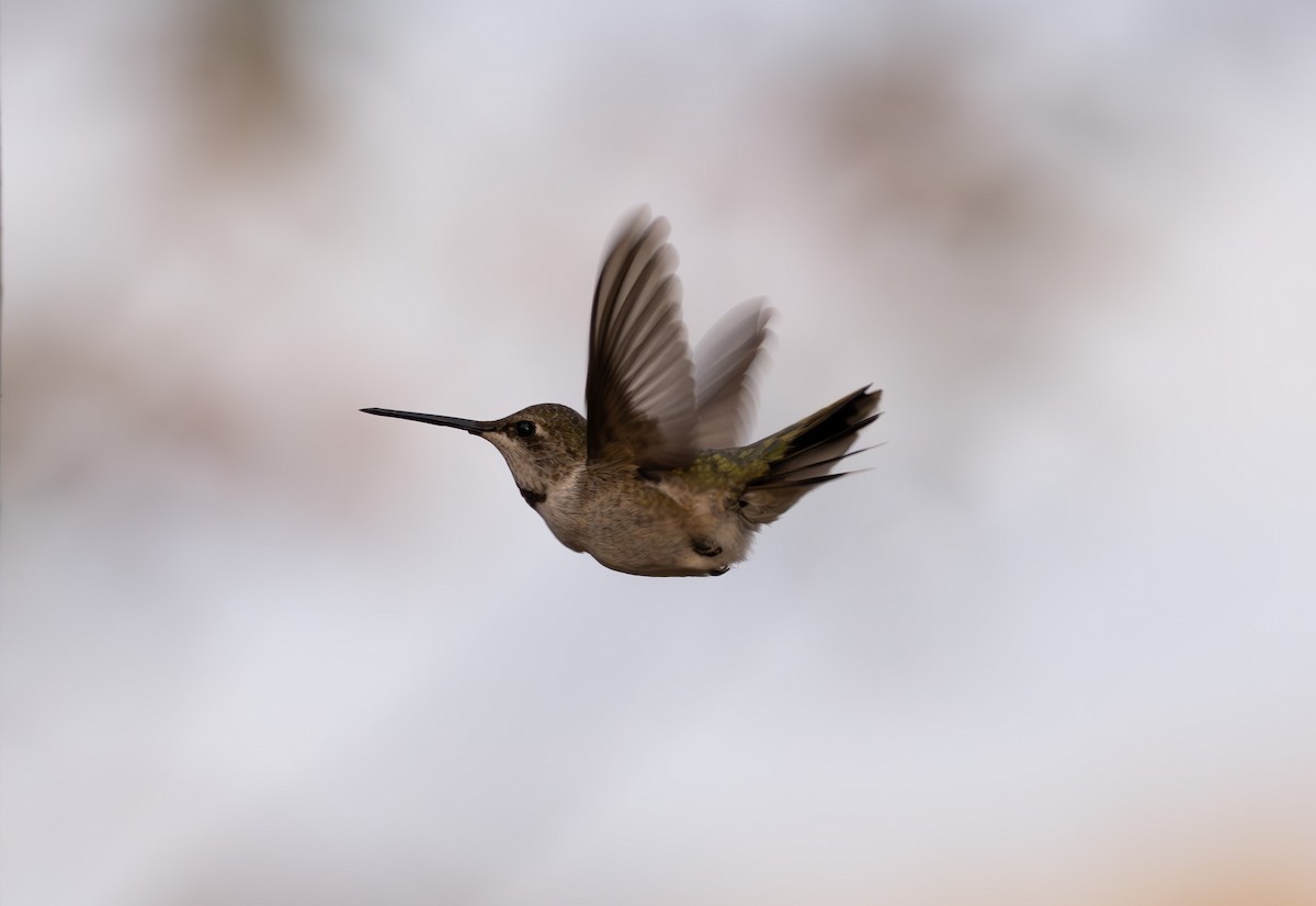 Colibri à gorge noire - ML611058498