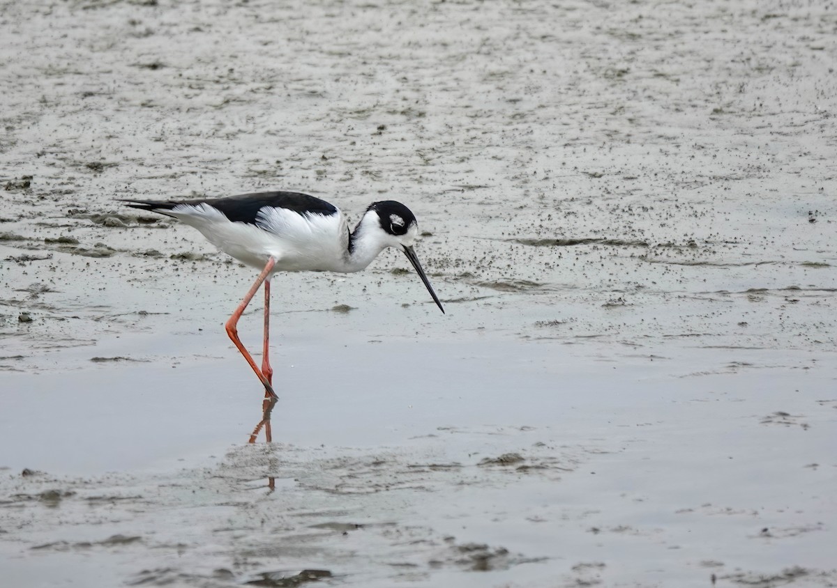 Black-necked Stilt - ML611058499