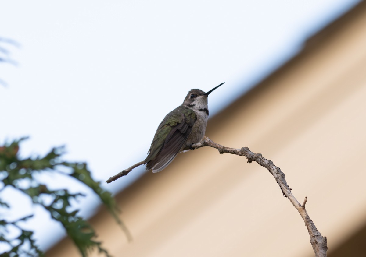 Colibrí Gorjinegro - ML611058507