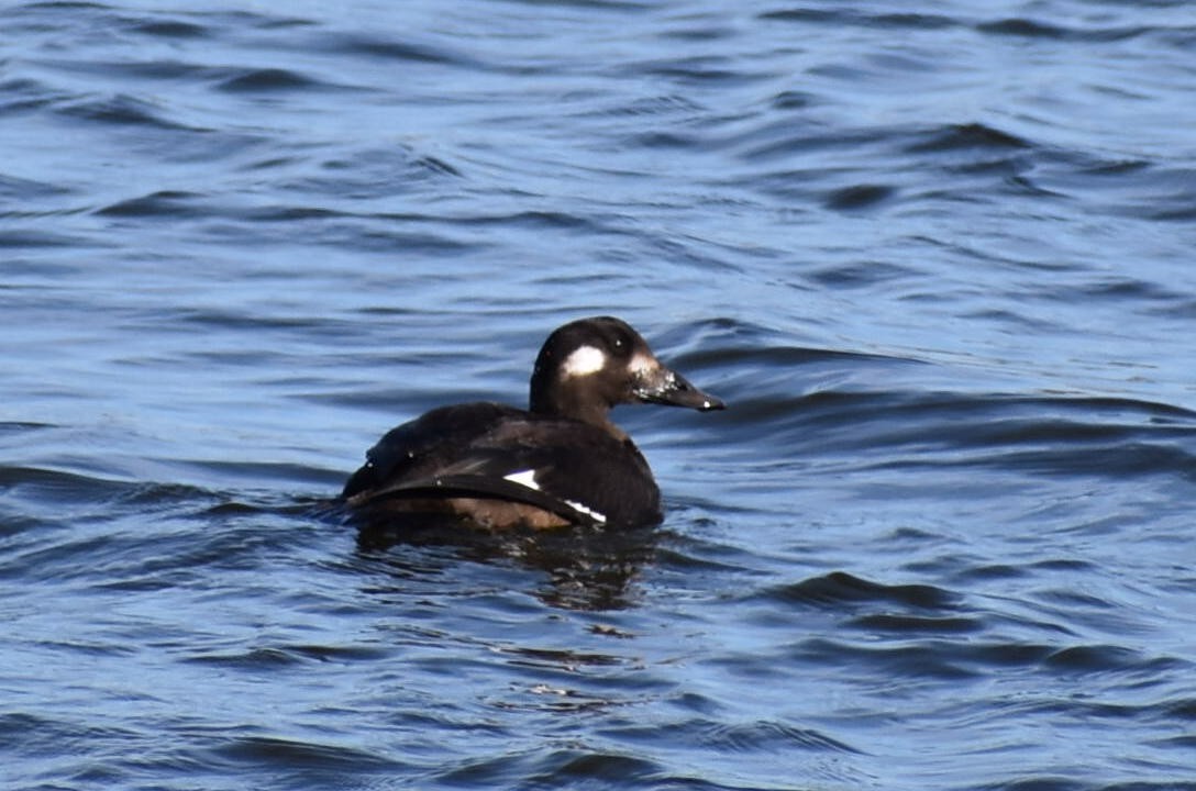 White-winged Scoter - Chad Carroll