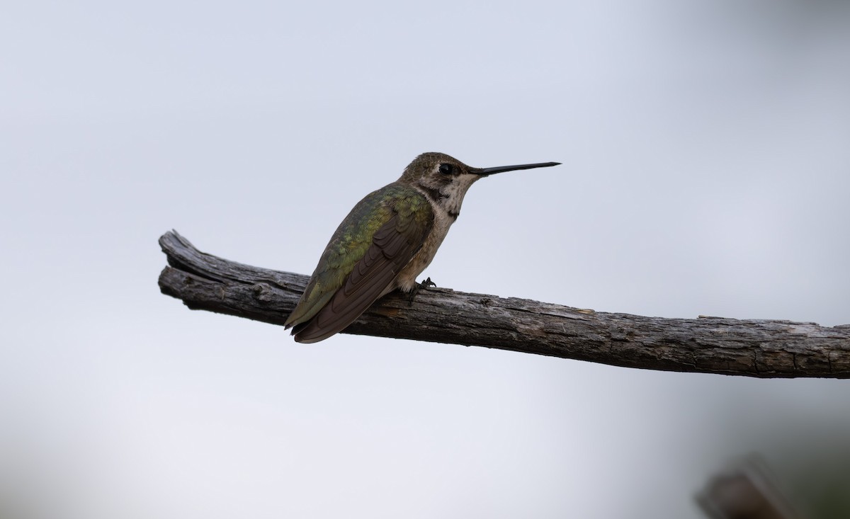 Black-chinned Hummingbird - ML611058509