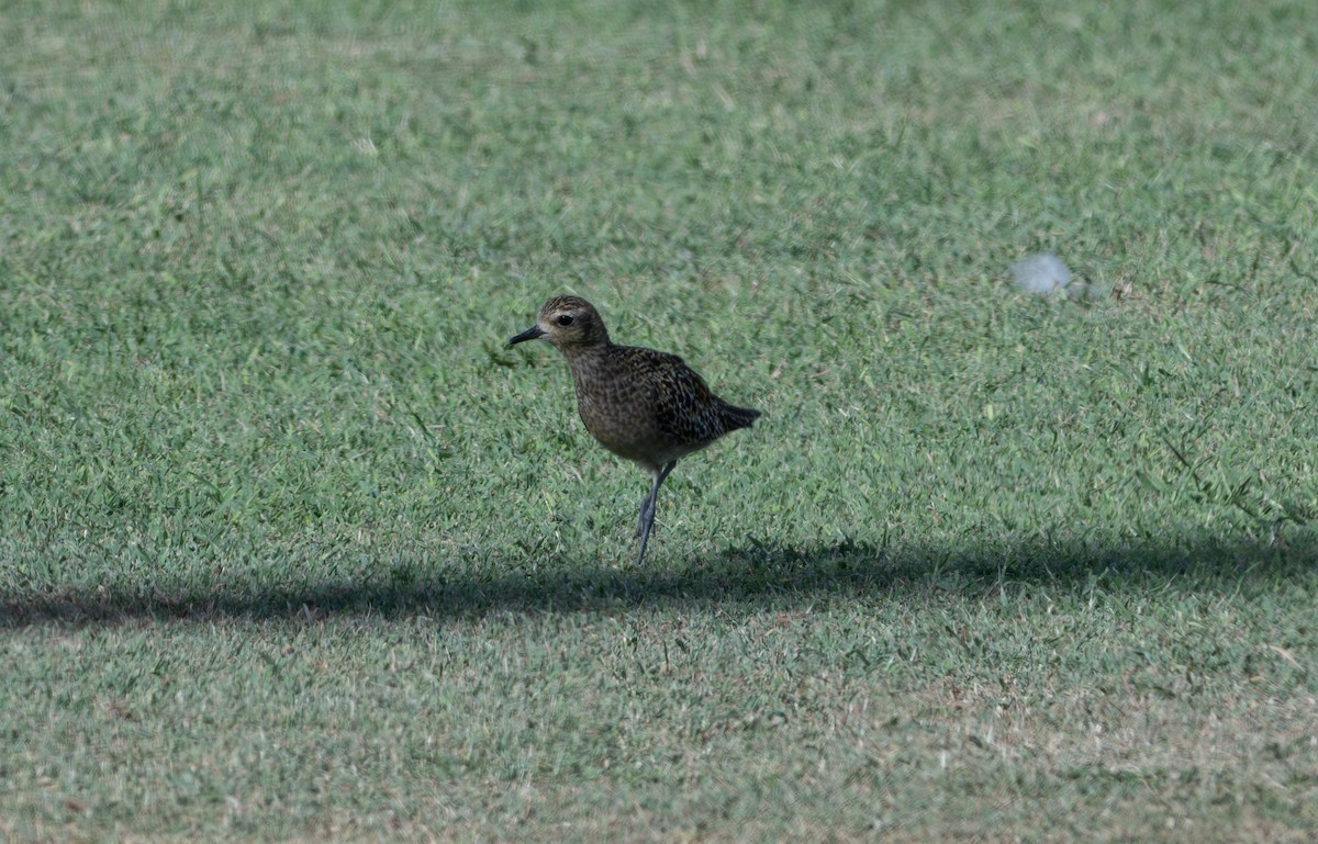 Pacific Golden-Plover - ML611058665