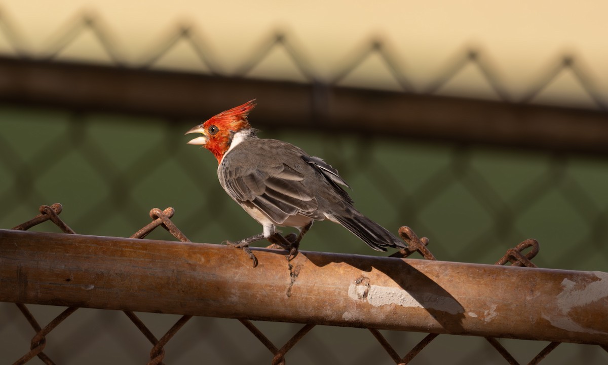 Red-crested Cardinal - ML611058678
