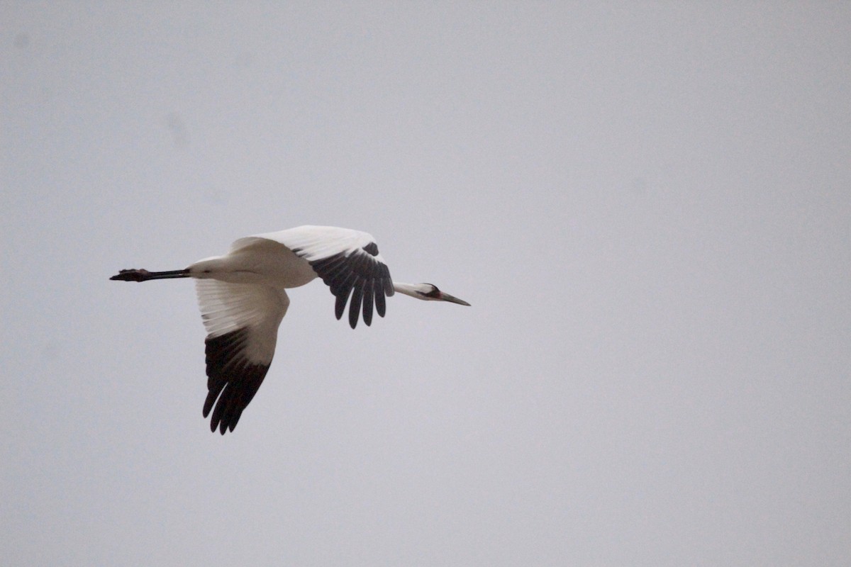 Whooping Crane - Logan Anderson