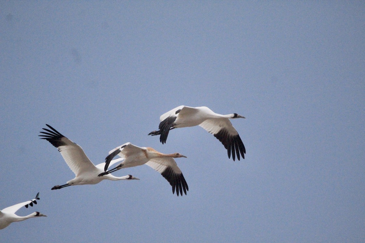 Whooping Crane - Logan Anderson