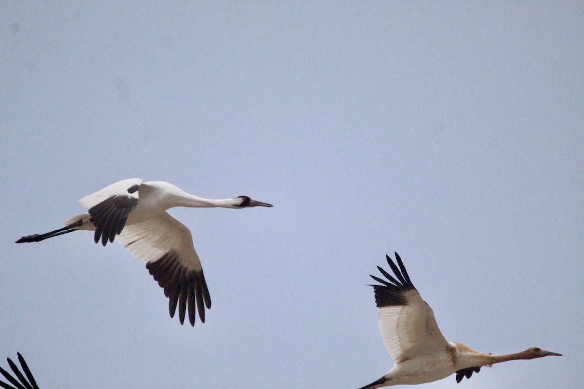 Whooping Crane - Logan Anderson