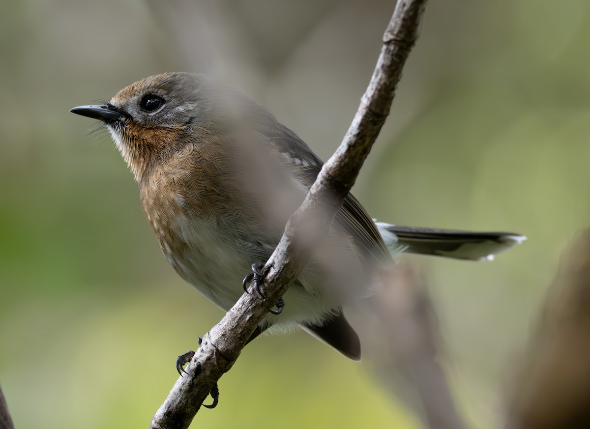 Elepaio de Kauai - ML611058769