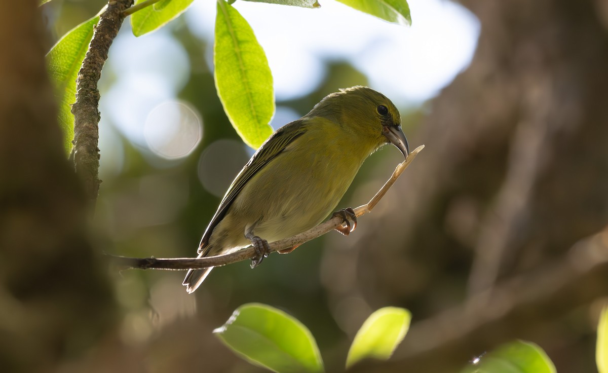 Kauai-Amakihikleidervogel - ML611058778